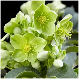 ciemiernik-zielony-helleborus-dwarf-sadzonki-klacza-1-szt-gratis