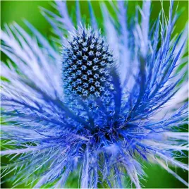 mikolajek-alpejski-eryngium-alpinum-sadzonki-klacza-1-sztuka-gratis