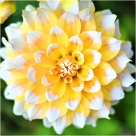 dalia-dekoracyjna-miodowa-seattle-sadzonki-bulwy-1-szt-gratis