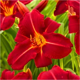 liliowiec-crown-fire-czerwony-hemerocallis-sadzonki-klacza-3-szt-gratis