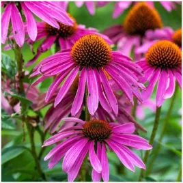 jezowka-purpurowa-podwojna-echinacea-sadzonki-klacza-1-szt-gratis