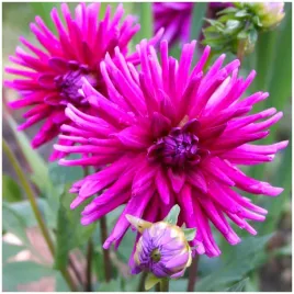 dalia-kaktusowa-fioletowa-purple-gem-sadzonki-bulwy-3-szt-gratis