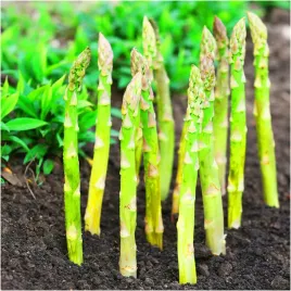 szparagi-karpy-gijnlim-zielone-przepyszne-sadzonki-karpy-3-szt-gratis