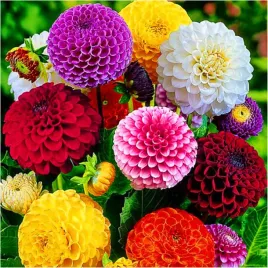 dalia-pomponowa-mix-kolorow-sadzonki-bulwy-6-szt-gratis