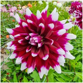 dalia-dekoracyjna-bialo-bordowa-mystery-day-sadzonki-bulwy-1-szt-gratis