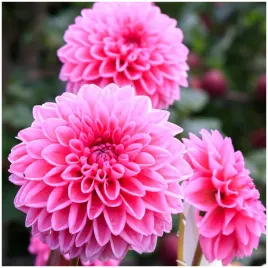 dalia-dekoracyjna-rozowa-sandra-sadzonki-bulwy-1-szt-gratis