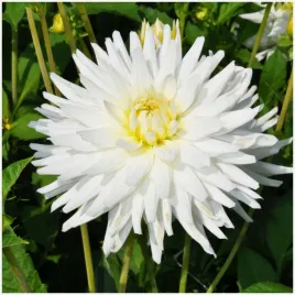 dalia-kaktusowa-my-love-sadzonki-bulwy-1-szt-gratis