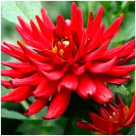 dalia-kaktusowa-czerwona-red-pigmy-sadzonki-bulwy-1-szt-gratis