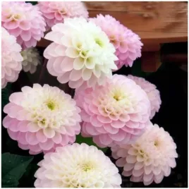 dalia-pomponowa-wizzard-of-oz-sadzonki-bulwy-1-szt-gratis