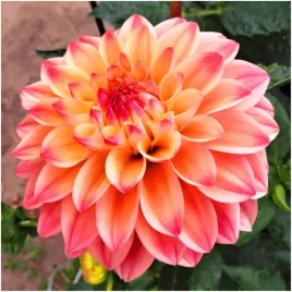 dalia-dekoracyjna-princes-elizabeth-sadzonki-bulwy-3-szt-gratis