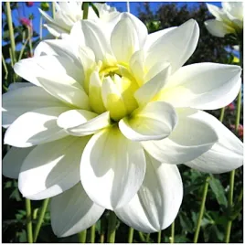 dalia-dekoracyjna-biala-white-onesta-sadzonki-bulwy-1-szt-gratis