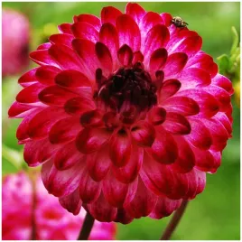 dalia-pomponowa-little-robert-sadzonki-bulwy-1-szt-gratis