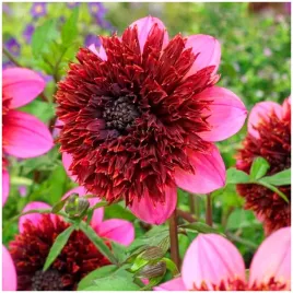 dalia-podwojna-rajski-ptak-phantom-sadzonki-bulwy-1-szt-gratis