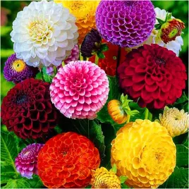 dalia-pomponowa-mix-kolorow-sadzonki-bulwy-3-szt-gratis