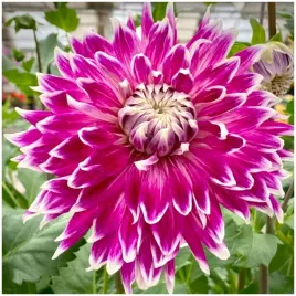 dalia-dekoracyjna-fioletowa-vancouver-sadzonki-bulwy-1-szt-gratis