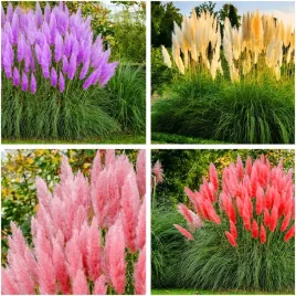 trawa-pampasowa-25m-gigant-4-kolory-100-nasion