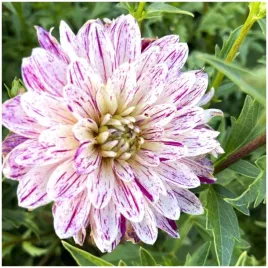 dalia-dekoracyjna-taiheiyo-sadzonki-bulwy-1-szt-gratis