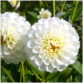 dalia-pomponowa-biala-snowflake-sadzonki-bulwy-3-szt-gratis