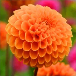 dalia-pomponowa-pomaranczowa-sylvia-sadzonki-bulwy-1-szt-gratis