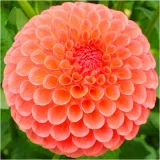 dalia-pomponowa-pomaranczowa-sylvia-sadzonki-bulwy-1-szt-gratis-czas-sadzenia-sadzone-wiosna-wykopywanie-na-zime