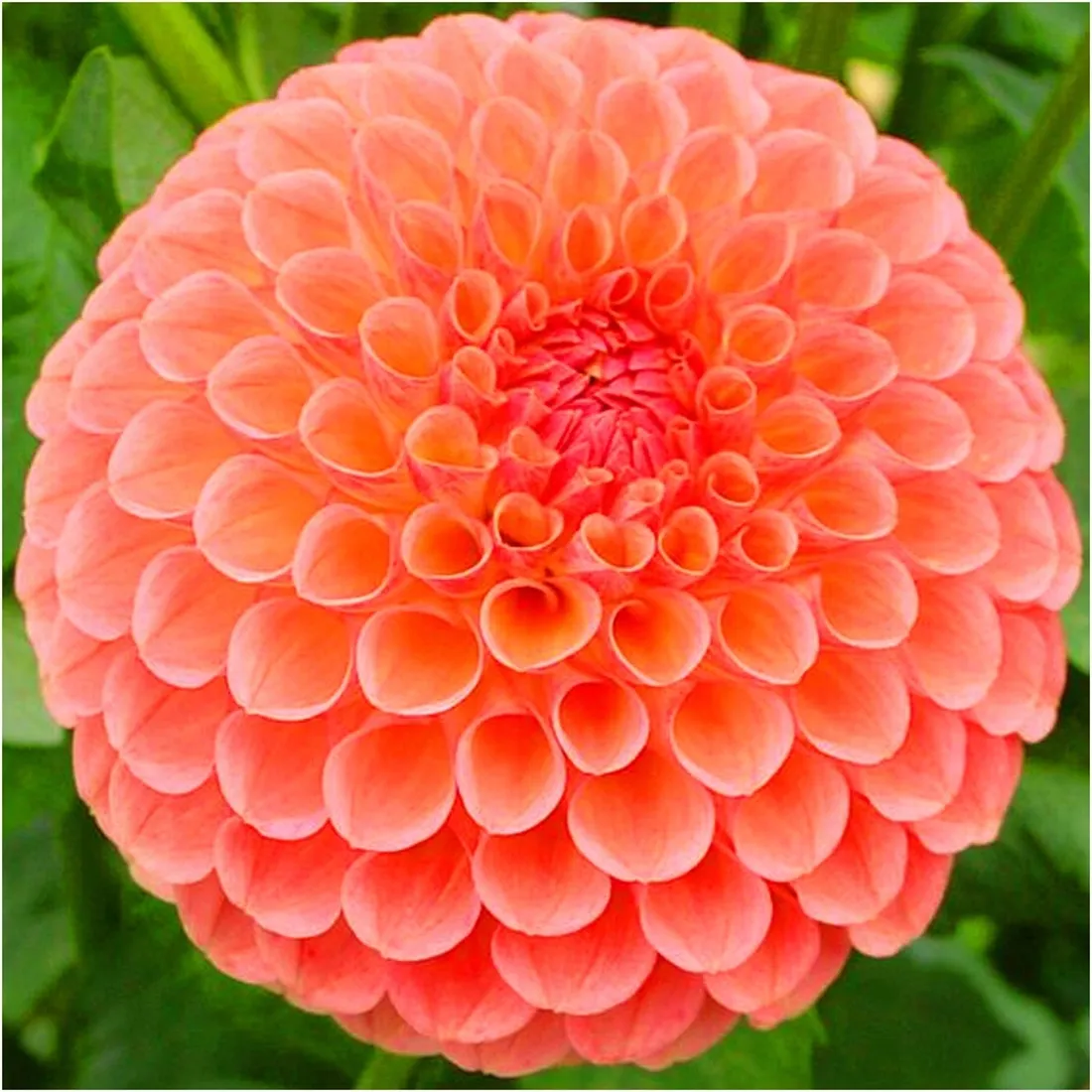 dalia-pomponowa-pomaranczowa-sylvia-sadzonki-bulwy-1-szt-gratis-czas-sadzenia-sadzone-wiosna-wykopywanie-na-zime