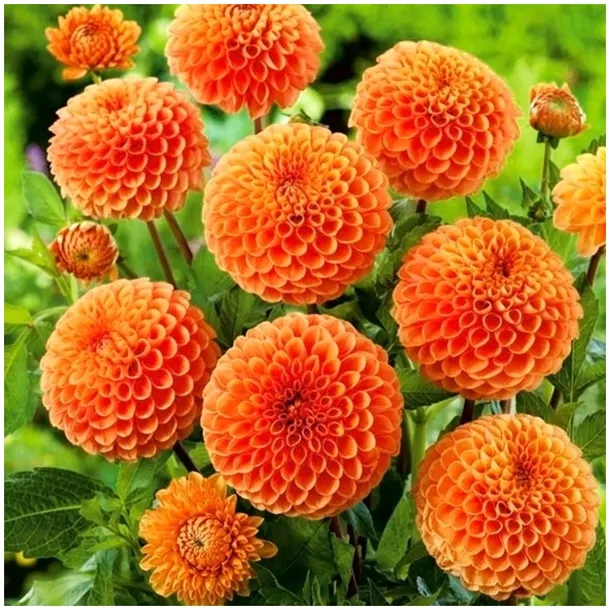 dalia-pomponowa-pomaranczowa-sylvia-sadzonki-bulwy-1-szt-gratis-rodzaj-rosliny-dalie