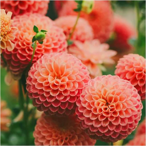 dalia-pomponowa-pomaranczowa-sylvia-sadzonki-bulwy-1-szt-gratis-roslina-w-postaci-bulwy-cebule-klacza-w-opakowaniu-zbiorczym