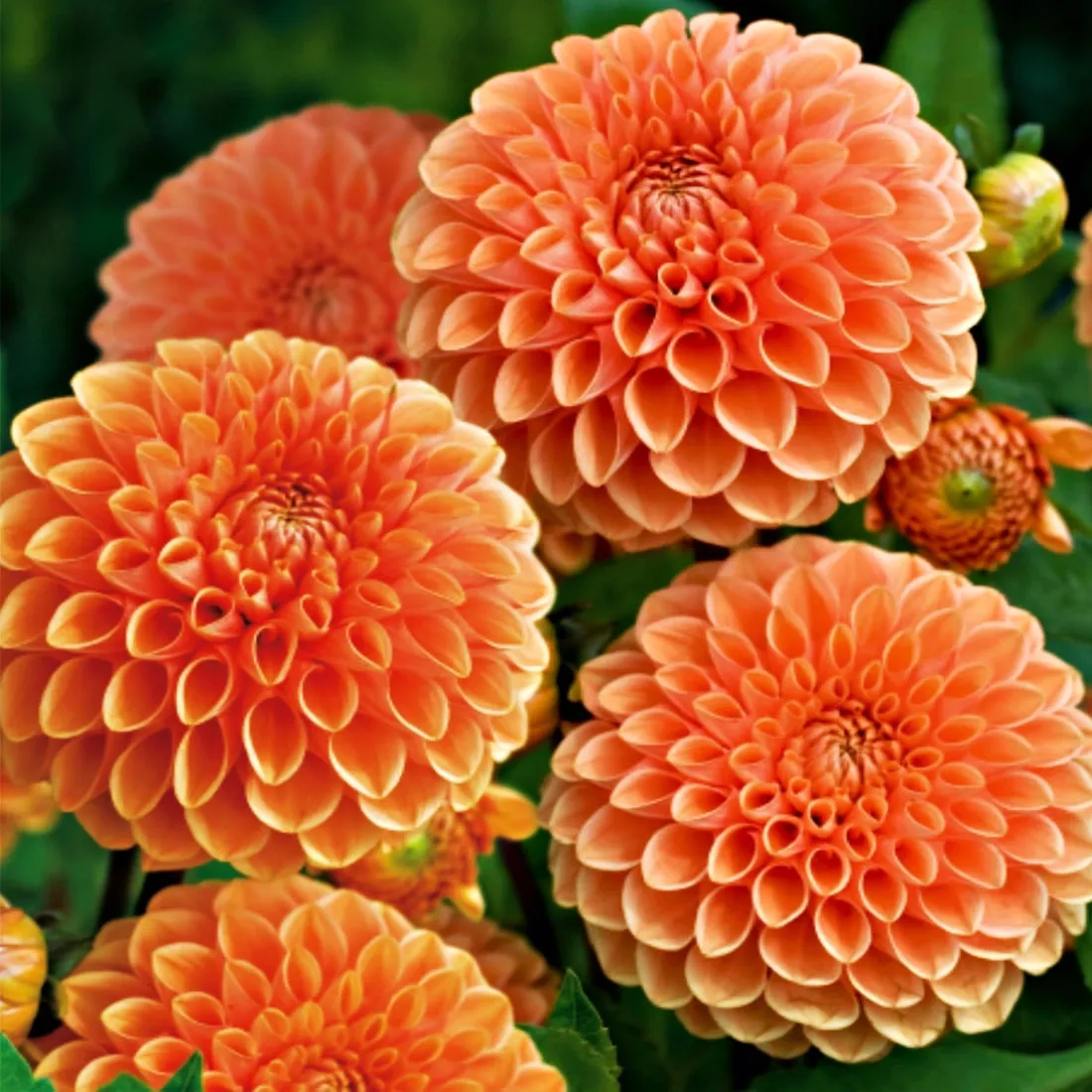 dalia-pomponowa-pomaranczowa-sylvia-sadzonki-bulwy-1-szt-gratis