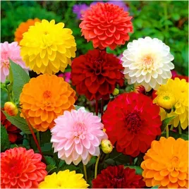 dalia-dekoracyjna-mix-kolorow-sadzonki-bulwy-6-szt-gratis