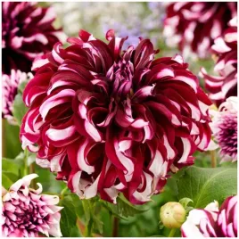 dalia-talerzowa-dwukolorowa-tartan-sadzonki-bulwy-1-szt-gratis