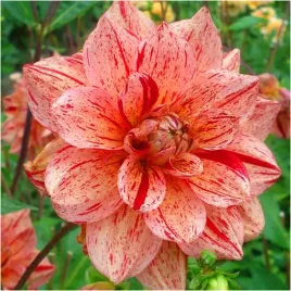 dalia-dekoracyjna-nonette-sadzonki-bulwy-1-szt-gratis