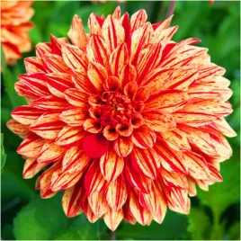 dalia-neo-dwukolorowa-sadzonki-bulwy-3-szt-gratis