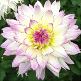 dalia-crazy-love-dahlia-bialo-fioletowa-sadzonki-bulwy-1-szt-gratis