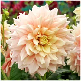 dalia-talerzowa-break-out-sadzonki-bulwy-1-szt-gratis