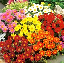 dalia-karlowa-topmix-mixed-sadzonki-bulwy-3-szt-gratis