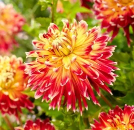 dalia-dekoracyjna-akita-zolto-czerwona-sadzonki-bulwy-3-szt-gratis