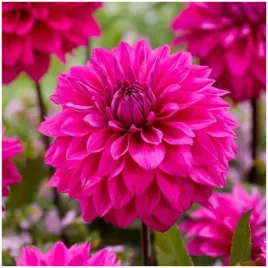 dalia-dekoracyjna-purpurowa-cornwall-island-sadzonki-bulwy-3-szt-gratis