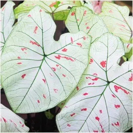 kaladium-ogrodowe-caladium-strawberry-star-sadzonki-bulwy-3-szt-gratis