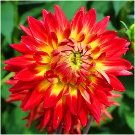 dalia-ognista-bora-bora-czerwona-sadzonki-bulwy-1-szt-gratis