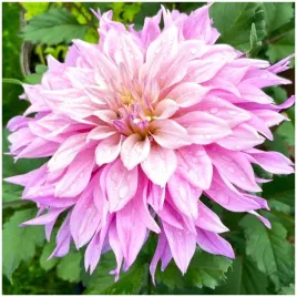 dalia-talerzowa-rozowa-labyrinth-twotone-sadzonki-bulwy-3-szt-gratis