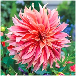 dalia-talerzowa-labirynth-sadzonki-bulwy-3-szt-gratis