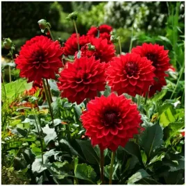 dalia-dekoracyjna-czerwona-arnhem-sadzonki-bulwy-1-szt-gratis