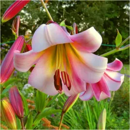 lilia-drzewiasta-beijing-moon-cebulki-1-szt-gratis