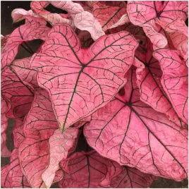 kaladium-bulwa-ogrodowe-caladium-spring-fling-sadzonki-bulwy-3-szt-gratis
