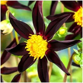 dalia-kolnierzykowa-verrone-s-obsidan-sadzonki-bulwy-3-szt-gratis