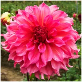 dalia-talerzowa-islander-rozowa-sadzonki-bulwy-1-szt-gratis