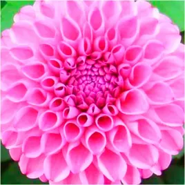 dalia-rozowa-jan-v-schaffelaar-sadzonki-bulwy-1-szt-gratis