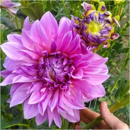 dalia-talerzowa-lavender-perfection-sadzonki-bulwy-1-szt-gratis