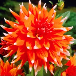 dalia-strzepiasta-colour-spectacle-sadzonki-bulwy-1-szt-gratis