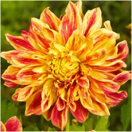 dalia-talerzowa-explosion-ogromne-kwiaty-sadzonki-bulwy-3-szt-gratis